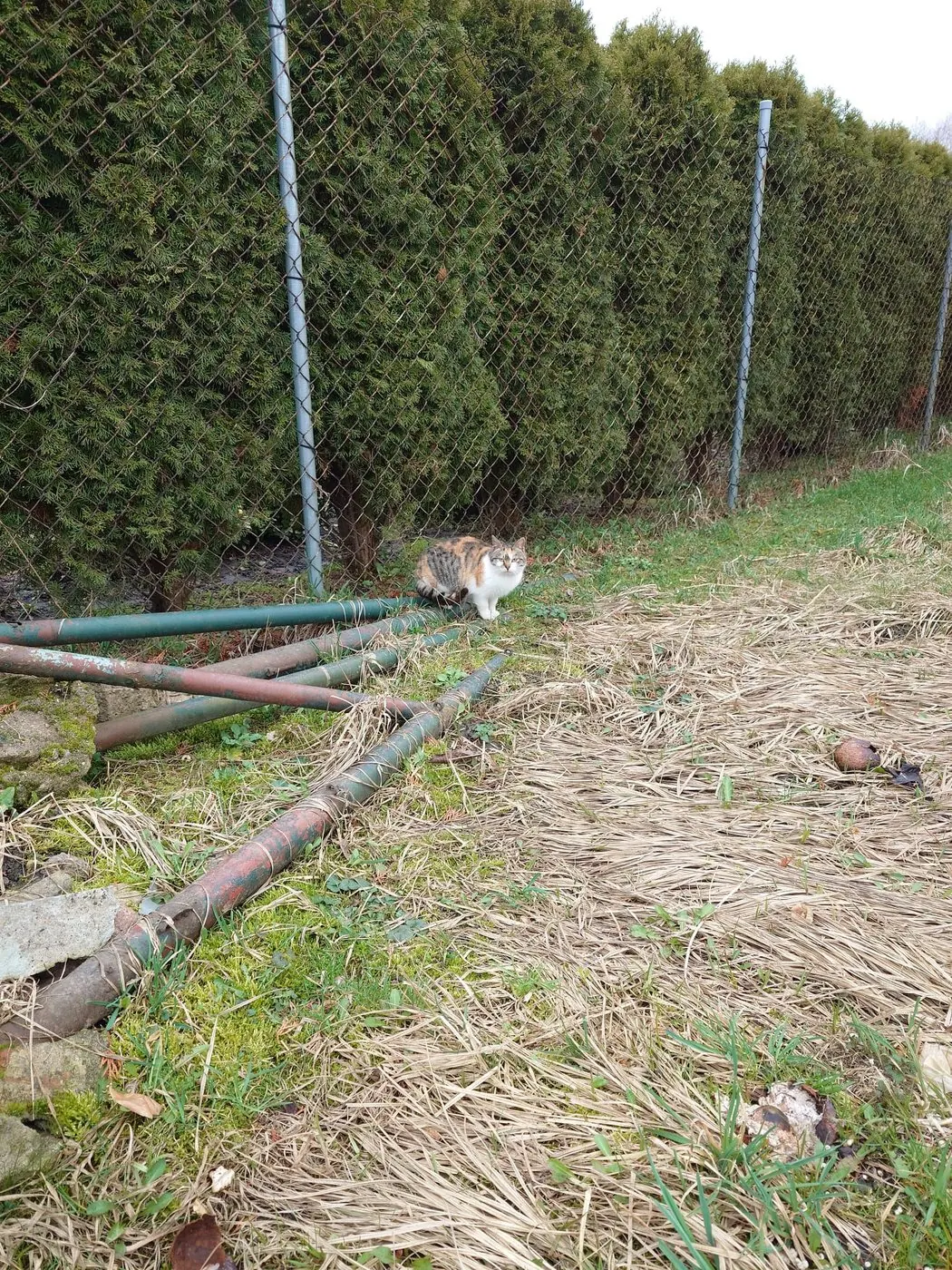 Gata malhada tricolor junto a uma sebe, na relva seca de inverno