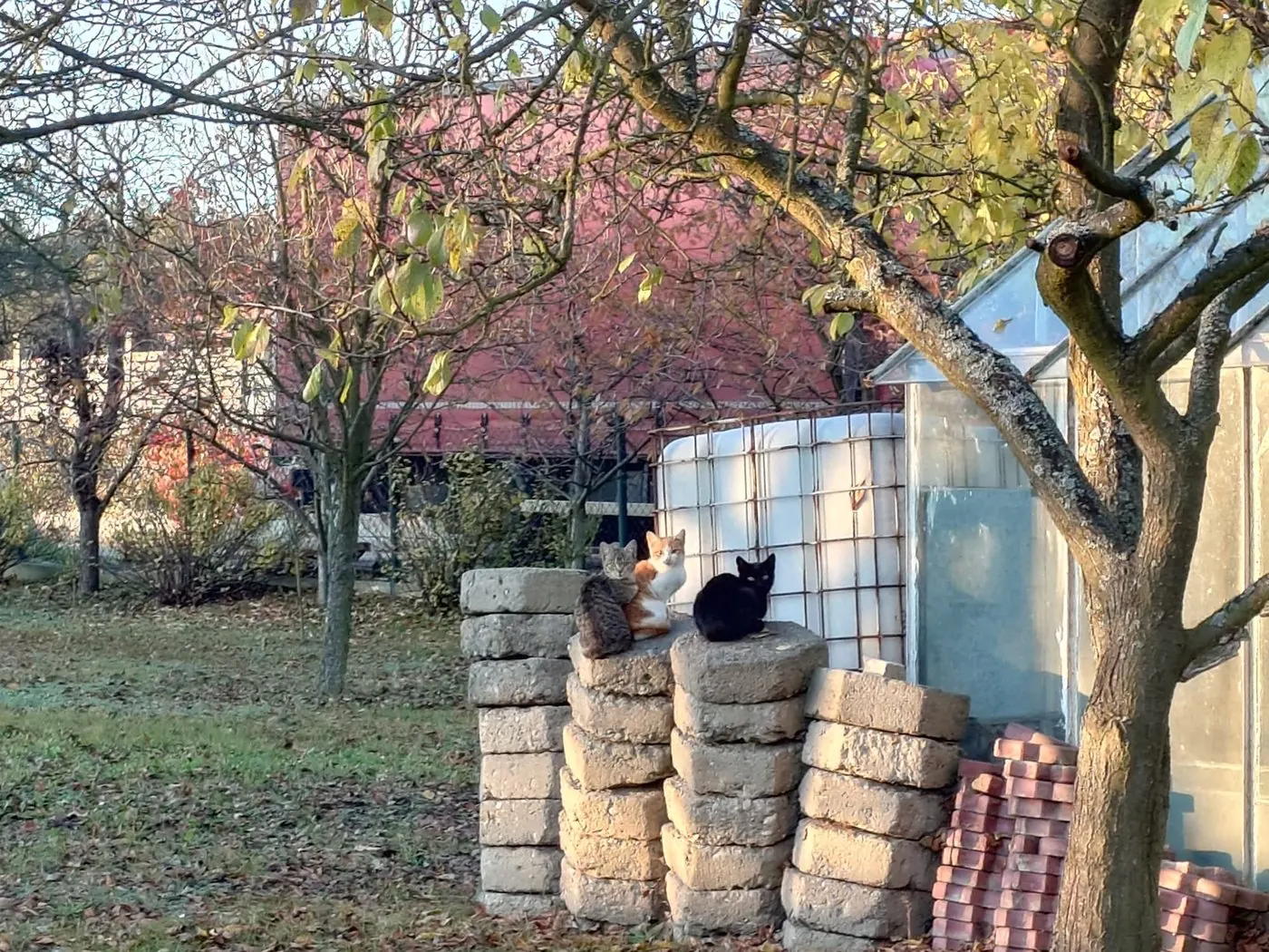 Três gatos sentados sobre blocos de cimento num jardim de outono