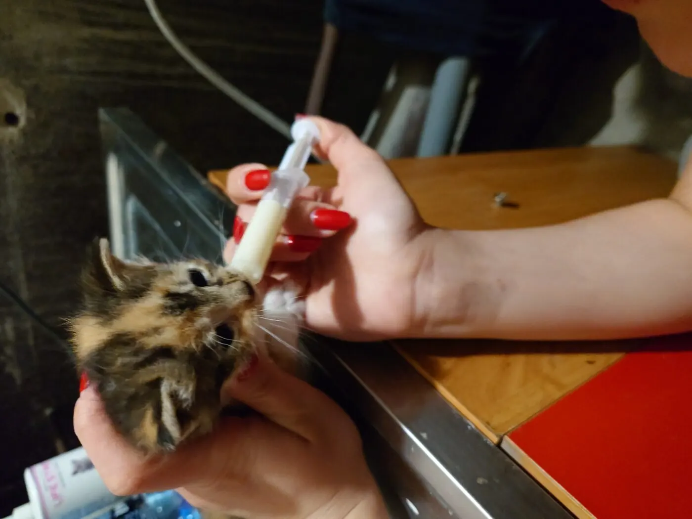Gatinha a ser alimentada à mão com uma seringa