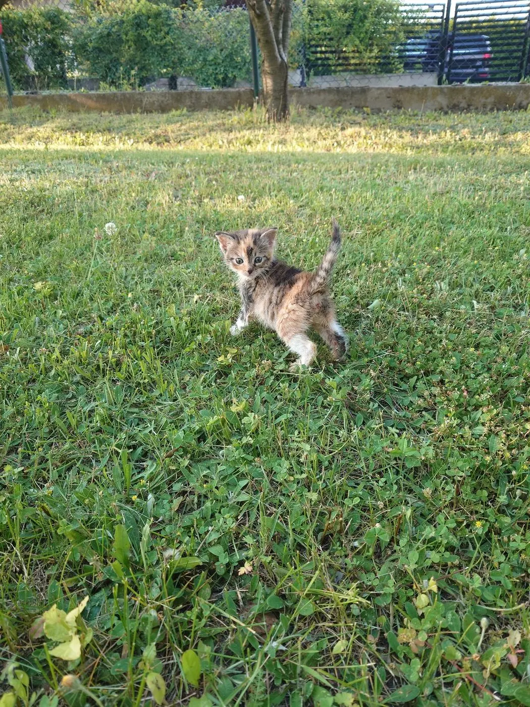 Gatinha de pé na relva, a olhar para a câmara