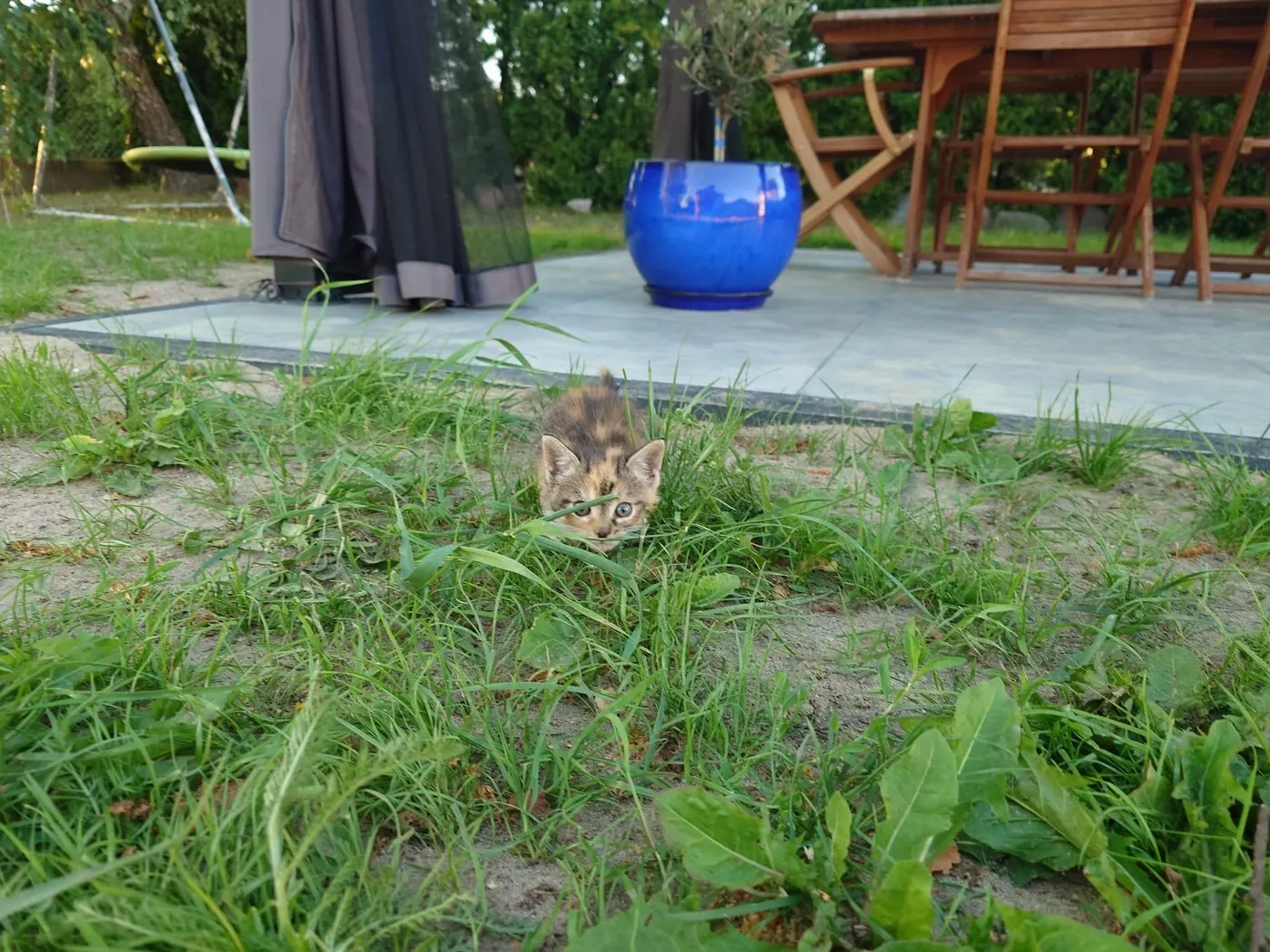 Gatinha escondida na relva alta, com o pátio ao fundo