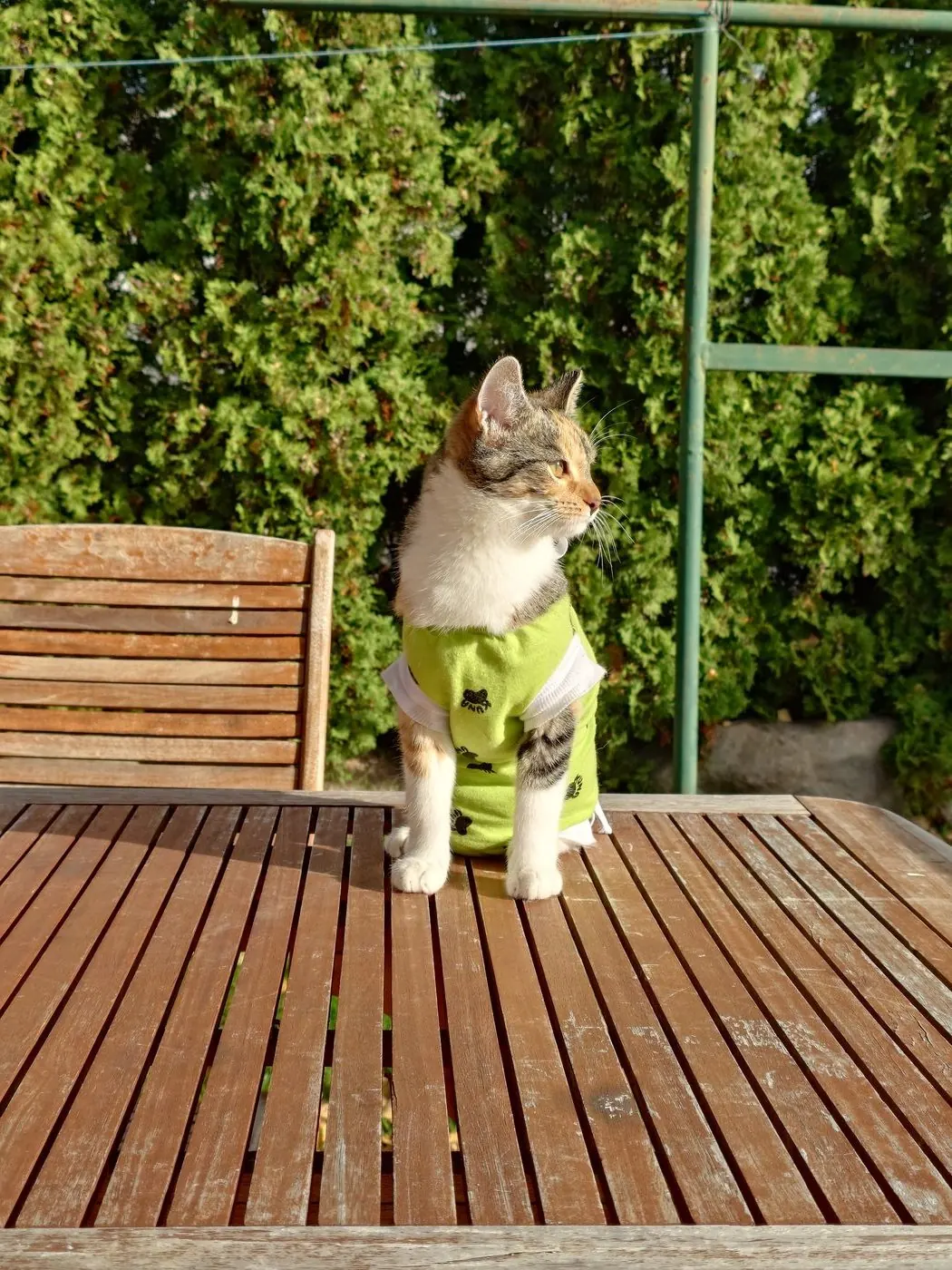 Gata com uma camisola verde ao sol, numa mesa de madeira