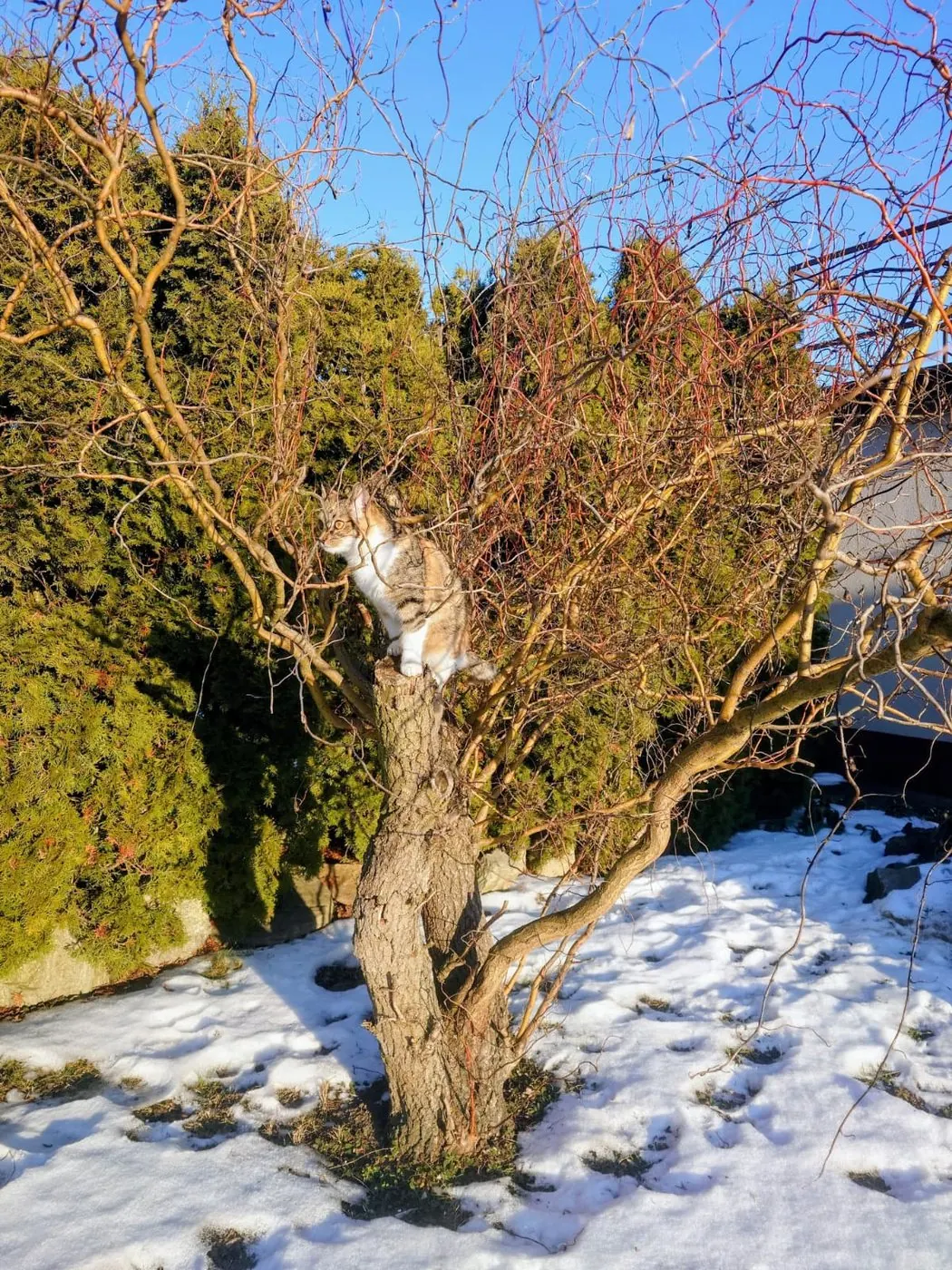 Gata empoleirada no tronco de um salgueiro, com neve no chão