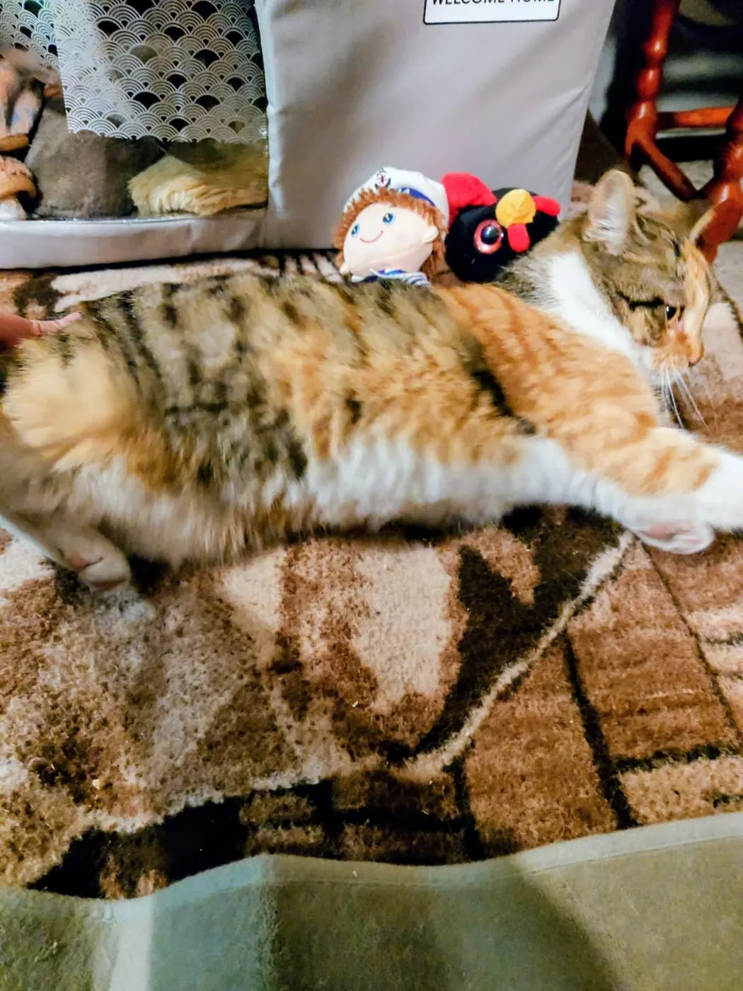 Gata deitada num tapete dentro de casa, ao lado de bonecos de peluche