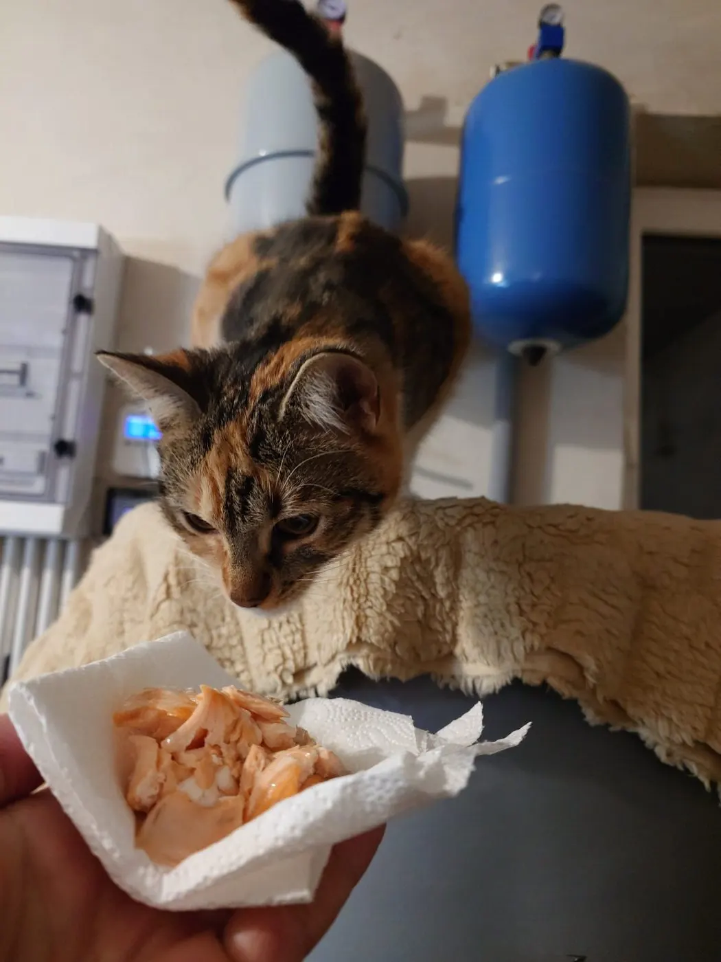 Gata a cheirar pedaços de salmão numa folha de papel