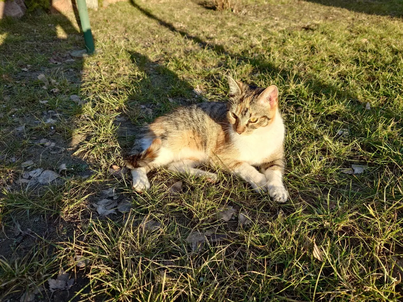 Gata deitada na relva sob luz dourada de fim de tarde