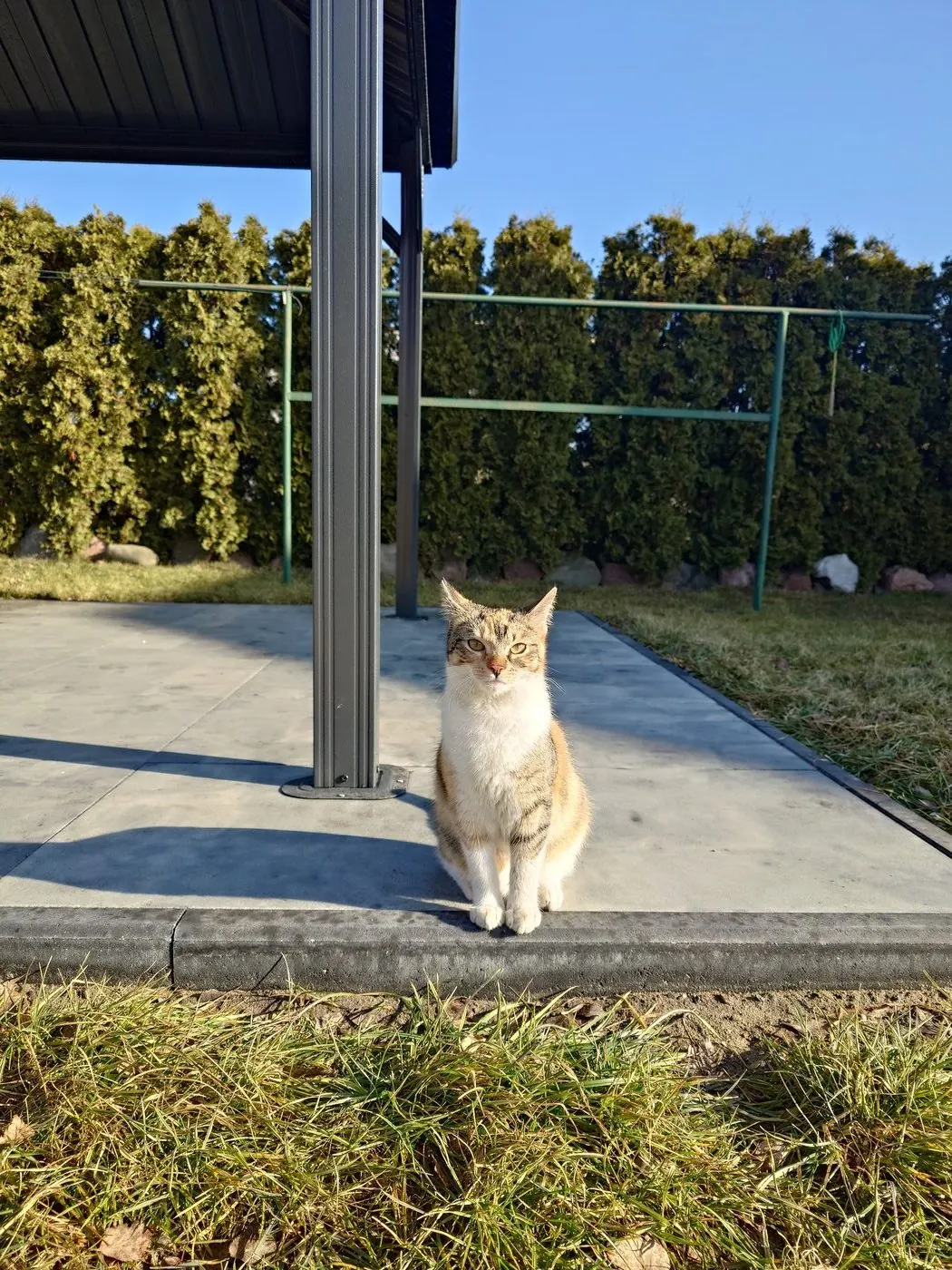 Gata sentada ao sol no pátio, com céu azul